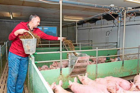 Schweine mit Luzerne gesund füttern So geht s agrarheute