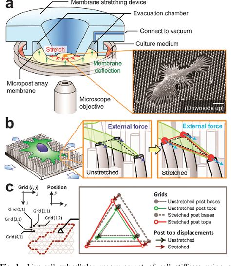 Figure From Live Cell Subcellular Measurement Of Cell Stiffness Using