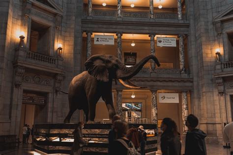 Best Natural History Museums in the US Worth Visiting (2023)