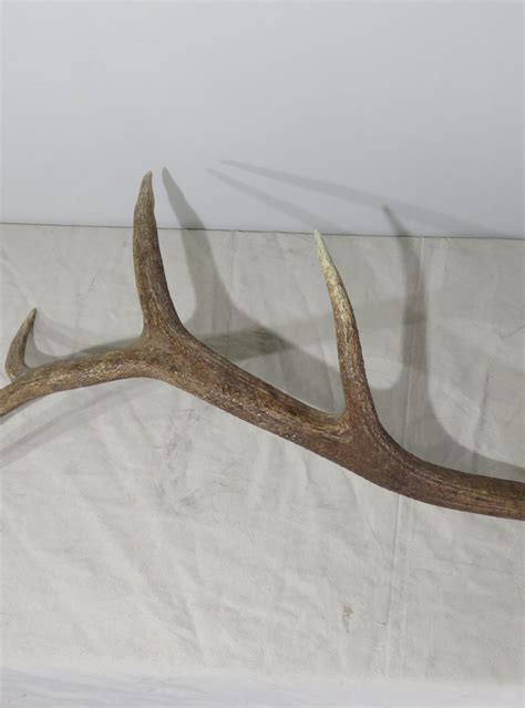 Rocky Mountain Elk set of heavy antlers for sale. E-119A – Mounts For Sale