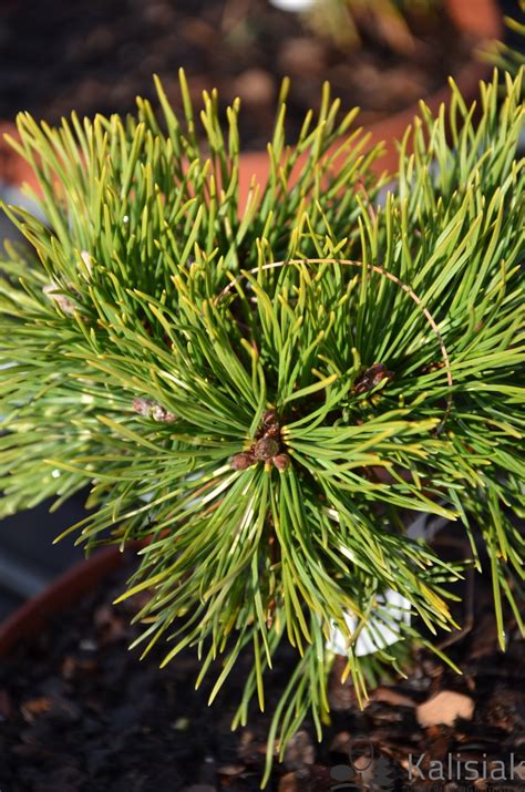 Pinus Uncinata Billabong Sosna Hakowata