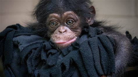 Oklahoma City Zoo Announces Birth Of Endangered Chimpanzee Ktul