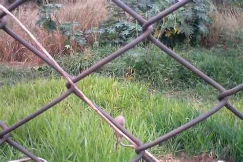 Mato Alto Em Terreno Atrai Bichos E Revolta Moradores Correio Do Estado