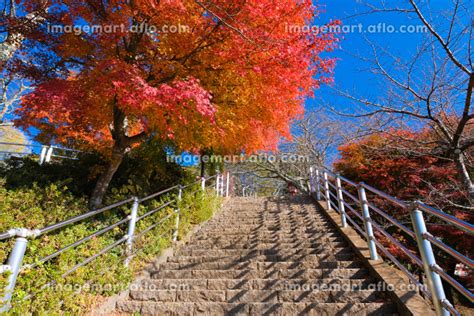 山梨県富士吉田市 紅葉の新倉富士浅間神社、さくや姫階段の写真素材 210185659 イメージマート