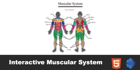 Interactive Muscular System
