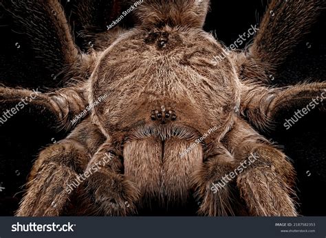 59 Whistling Spiders Images, Stock Photos & Vectors | Shutterstock