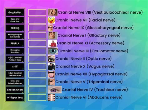 Cranial Nerve Assess This! - Match up