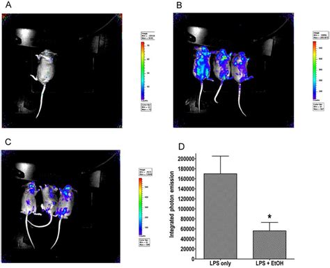 Comparison Of Nf Kb Expression In Reporter Mice Treated With Lps Alone