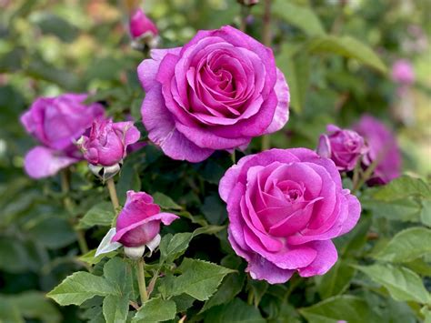 NEW RELEASE ROSES FROM TRELOAR ROSES - Horticultural Media Association