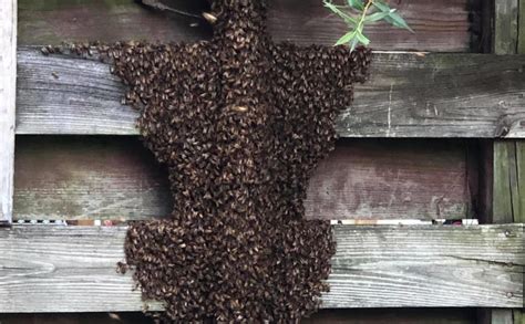 Honey Bee Swarm removal 🐝 – PA Swarm Removal – Phone 610-823-9152