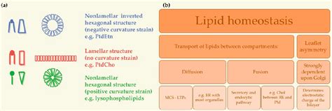 Figure 3 from Membrane Lipid Composition: Effect on Membrane and Organelle Structure, Function ...