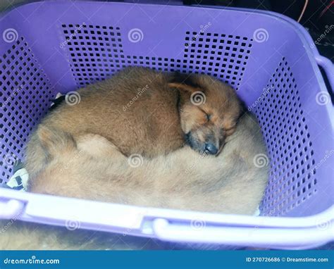 The Puppy is Sleeping in the Basket Stock Photo - Image of kitten ...