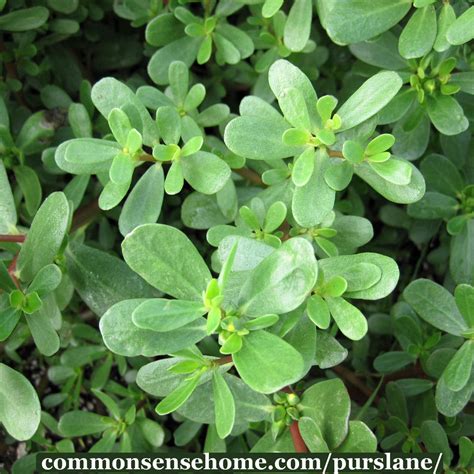 Purslane One Of The Most Nutritious Plants In The Garden