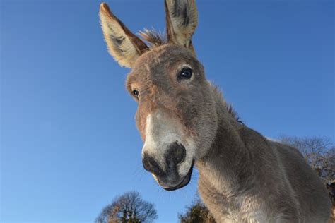 Donkey Images · Pixabay · Download Free Pictures