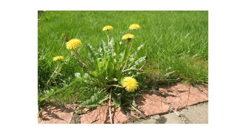 How To Kill Dandelions In The Lawn