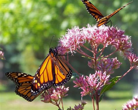 What Do Butterflies Eat? 6+ Food Sources For Adult Butterflies ...