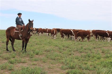 Cattle Ranch In Argentina