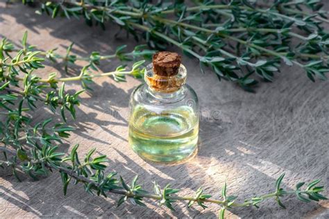 A Bottle Of Thyme Essential Oil With Fresh Thyme Stock Photo Image Of