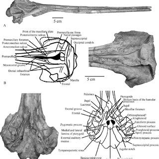 Vertex Anatomy - Anatomy Book