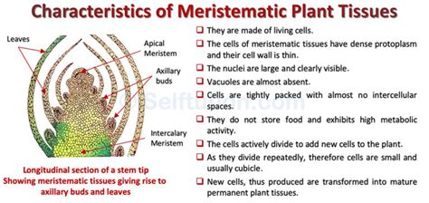 Meristematic Plant Tissues and Meristem | Types & Examples » Selftution