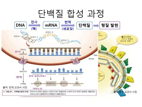 고등 1학년 융합과학 단백질 합성 과정 이해 양현주