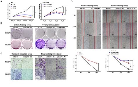 Figure From Usp Inhibition Regulates Tumorigenesis By Inducing