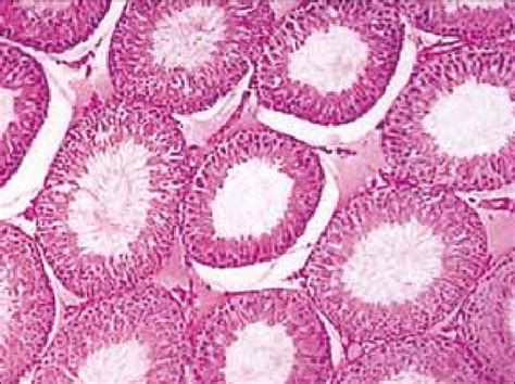 Photomicrograph Of Rat Testis Shows Normal Histological Features In The Download Scientific