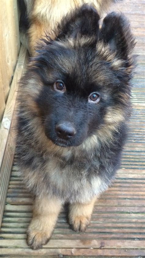 Long Haired German Shepherd Puppies Florida | German Shepherd Puppies