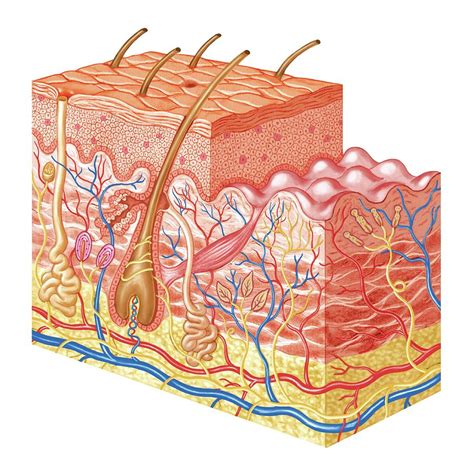Skin Layers #1 by Science Photo Library