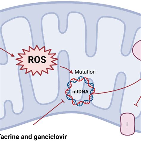 mitochondrial dysfunction mechanism mitochondria stimulation