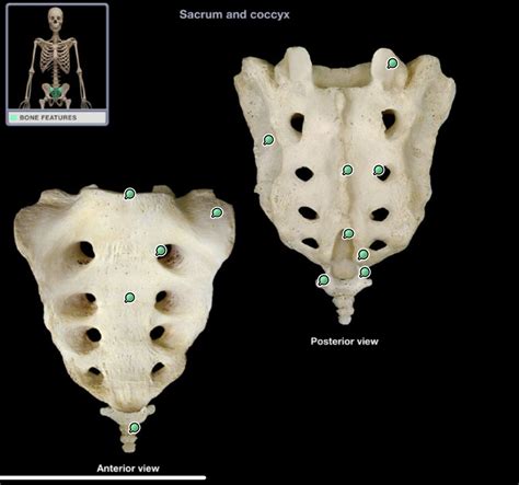 Sacrum and coccyx Diagram | Quizlet