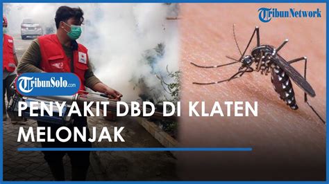 Demam Berdarah Di Klaten Melonjak Hingga Kasus Tercatat Sudah Ada