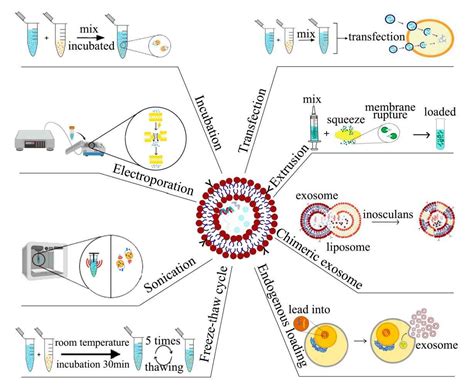 How Do Exosomes Load Drugs Creative Biostructure