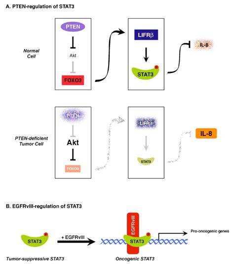 Dual Role Of Stat In Glial Tumorigenesis A Stat As A Pten Regulated