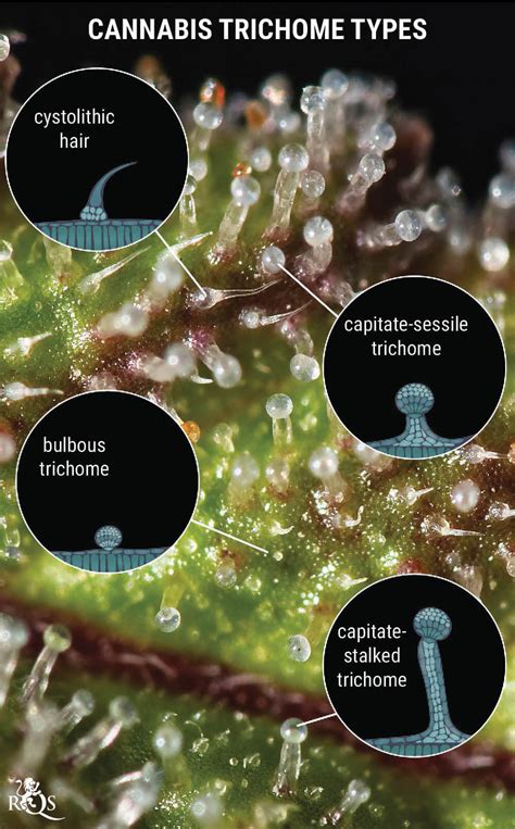 Getting The Most Out Of Cannabis Trichomes Rqs Blog