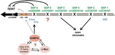 Functional Dissection Of Breast Cancer Risk Associated Tert Promoter