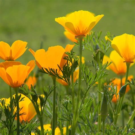 Poppy Seeds - California | Sow True Seed