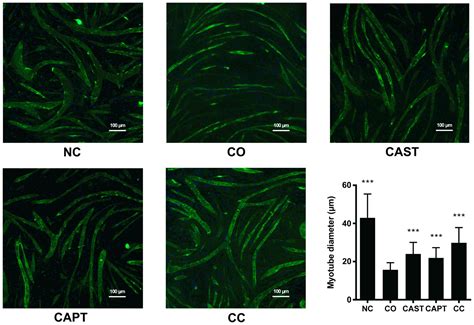 Inhibition Of Mitochondrial And Cytosolic Calpain Attenuates Atrophy In