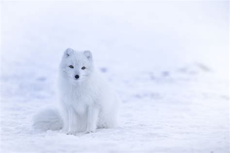 Snow Fox Wallpapers - Top Free Snow Fox Backgrounds - WallpaperAccess