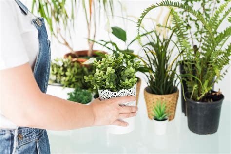 Top 5 Air-Purifying Indoor Plants: Enhance Your Home's Air Quality