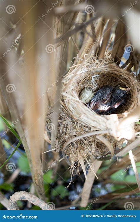 Acrocephalus Scirpaceus. the Nest of the Reed Warbler in Nature Stock Photo - Image of childhood ...