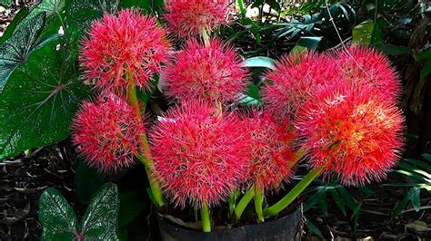 Características e cultivo do Lírio sangu salmão Scadoxus multiflorus