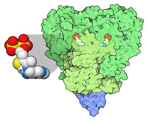 Pyruvate Dehydrogenase Structure