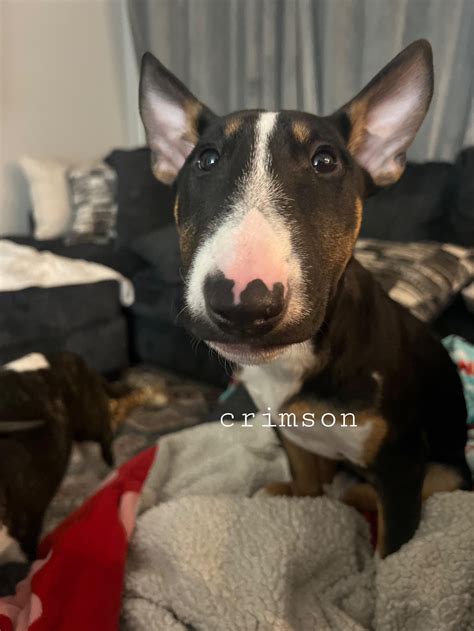 Growing so fast! Miss Crimson : r/BullTerrier