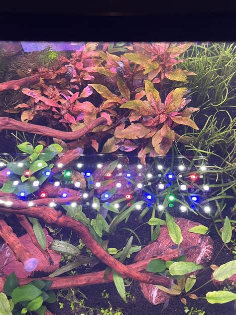 Red plants, leaves turning green/yellow? : r/PlantedTank