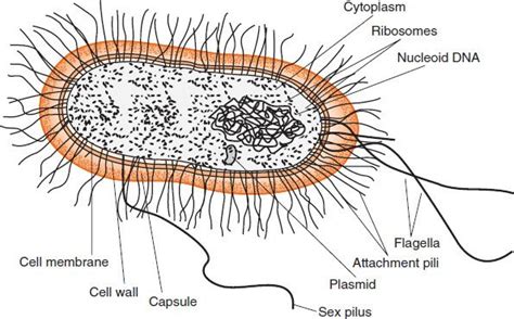 Structure Of Bacterial Cells Basicmedical Key