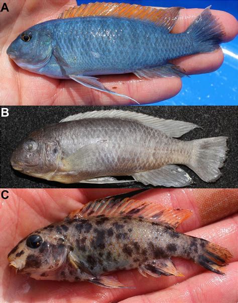 Six New Species Of Labeotropheus Cichliformes Cichlidae From The