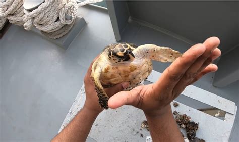 Rescue Sea Turtle Removing Barnacles From a Poor Sea Turtle ...