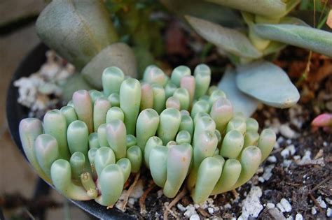 Daily Care For Baby Toes Succulents For A Begineer In Your Home