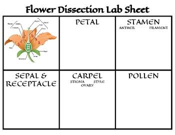 Dissecting A Flower